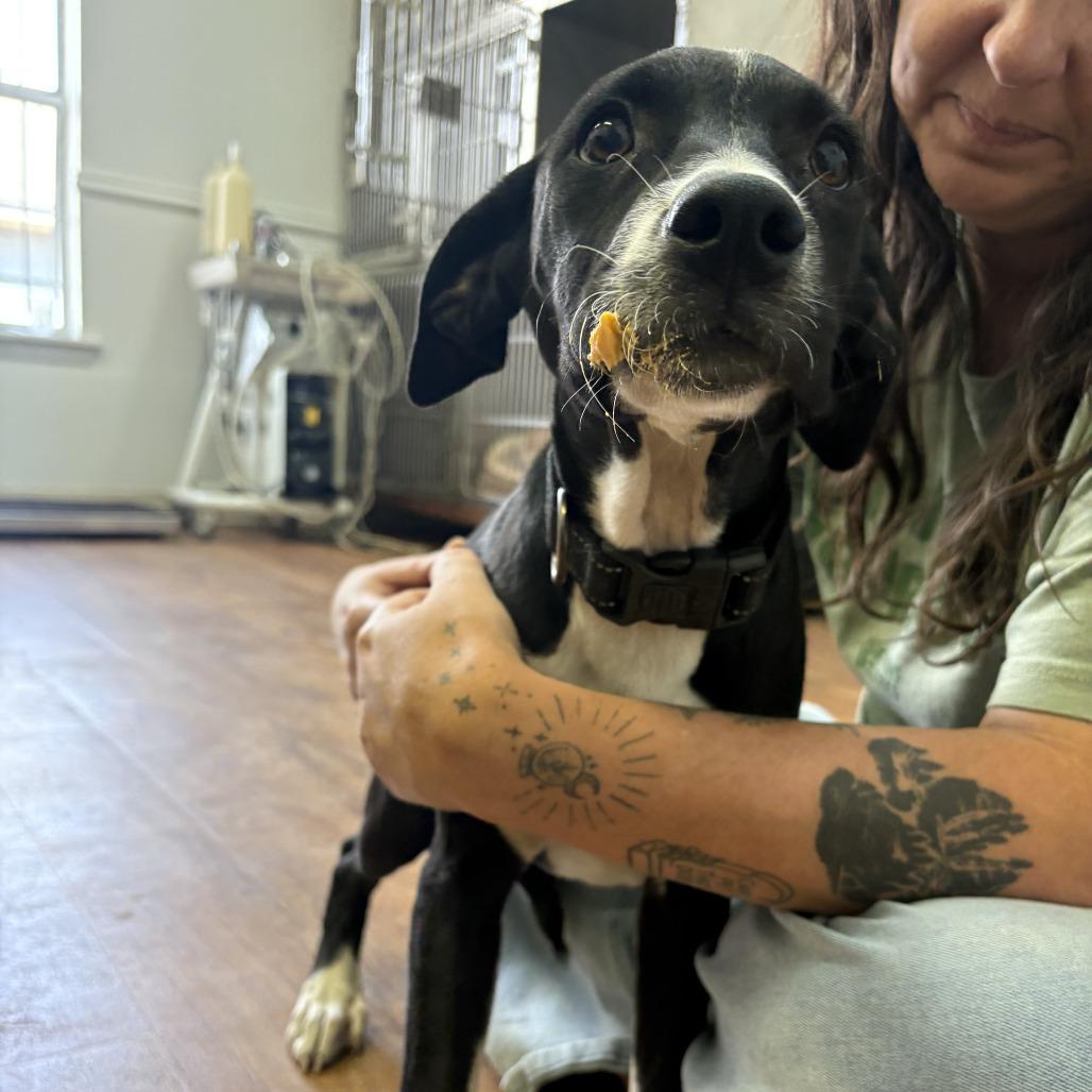 Enlarge Mia, a Adoptable mixed breed in Fayetteville, AR image 2/6