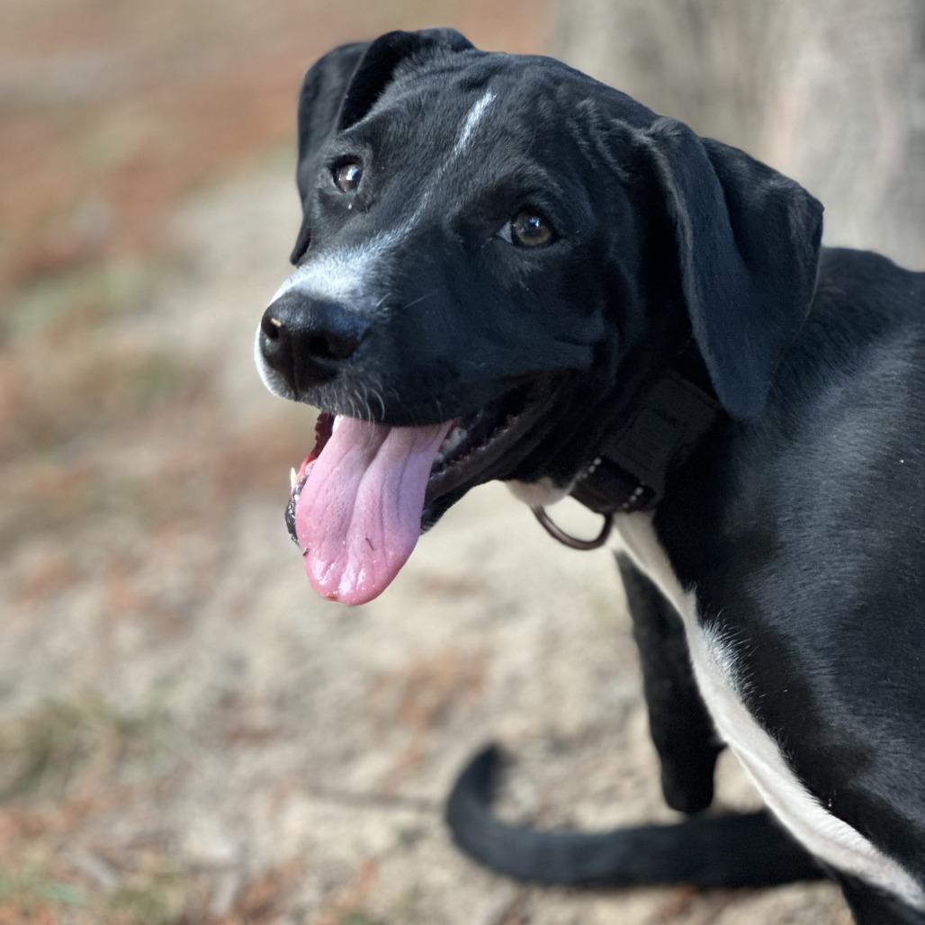 Enlarge Mia, a Adoptable mixed breed in Fayetteville, AR image 4/6