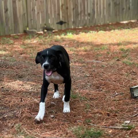 Enlarge Mia, a Adoptable mixed breed in Fayetteville, AR image 5/6