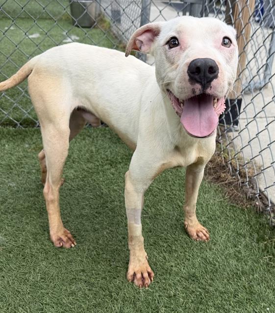 HESTON, Adoptable, Young Male Mixed Breed.