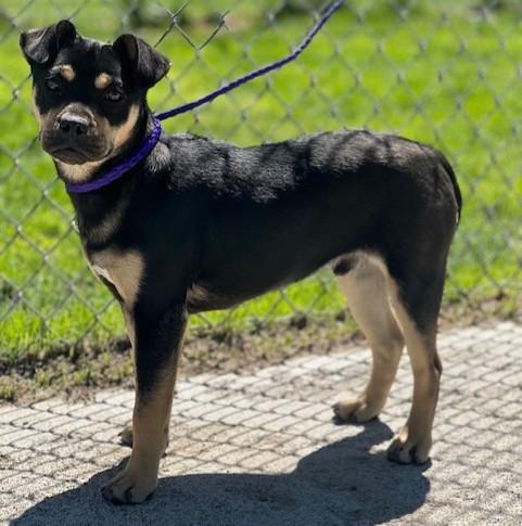 60974499, ADOPTABLE, Young Male Pug.