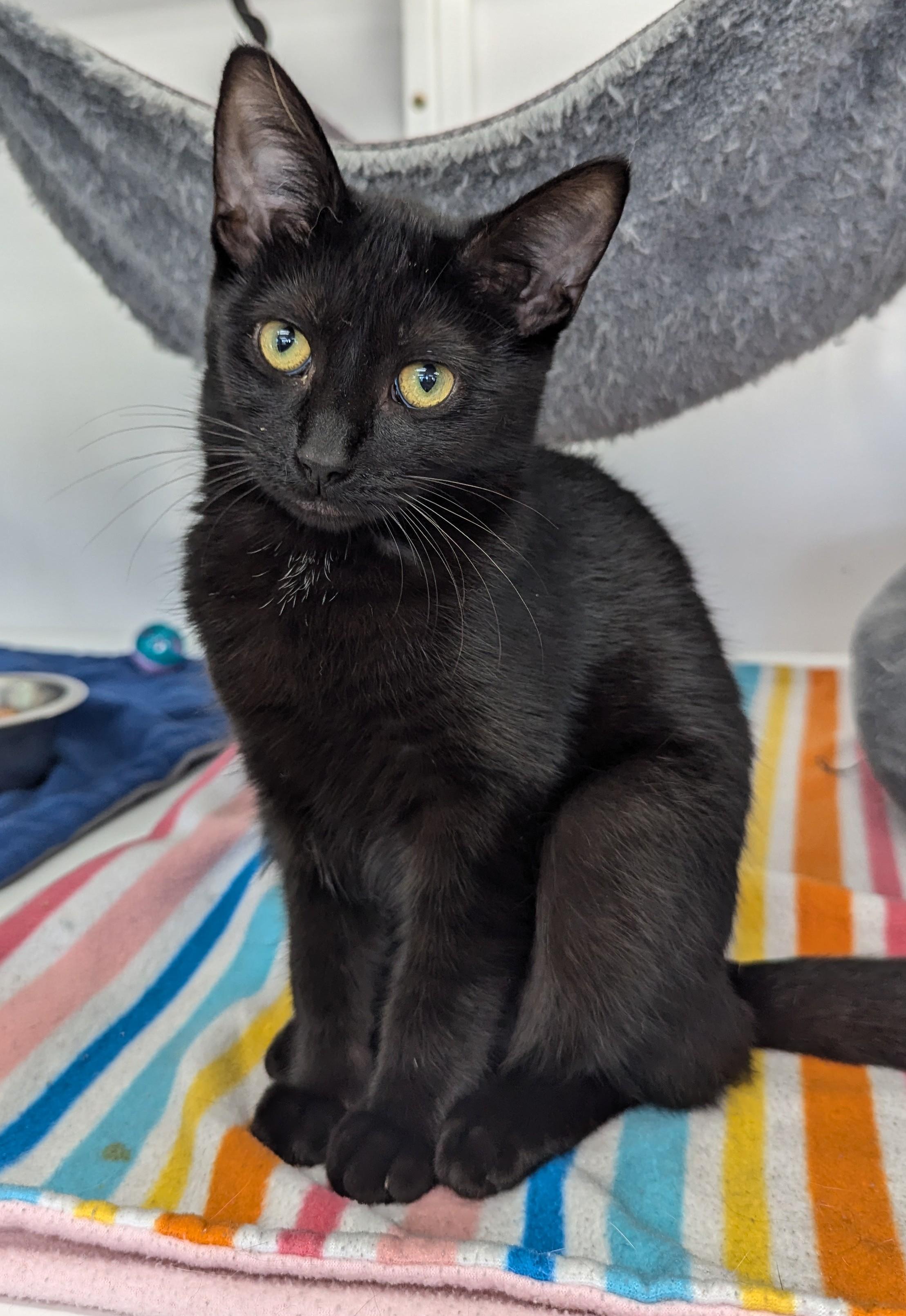 Pasta, an adoptable Domestic Short Hair in Oconto, WI, 54153 | Photo Image 1