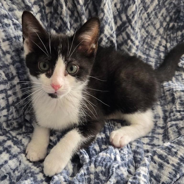 Wilbur, Adoptable, Kitten Male Domestic Short Hair.