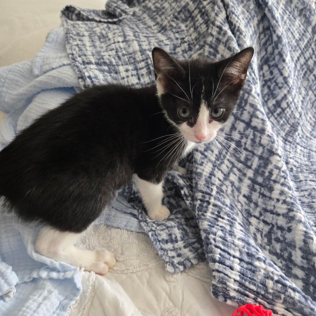 Enlarge Wilbur, a Adoptable Domestic Short Hair in Richmond, VA image 2/2