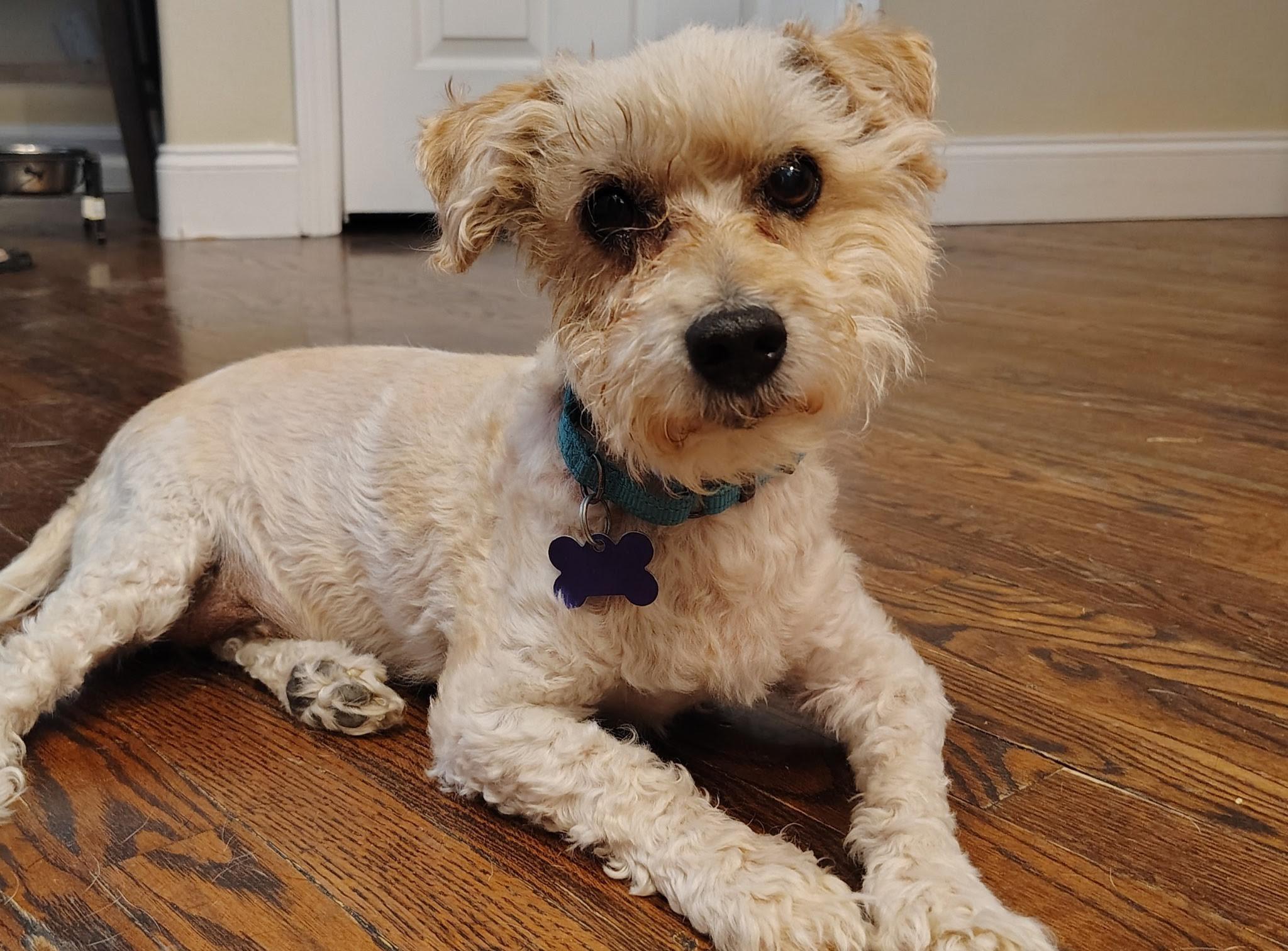 Yoshi, ADOPTABLE, Senior Male Terrier.