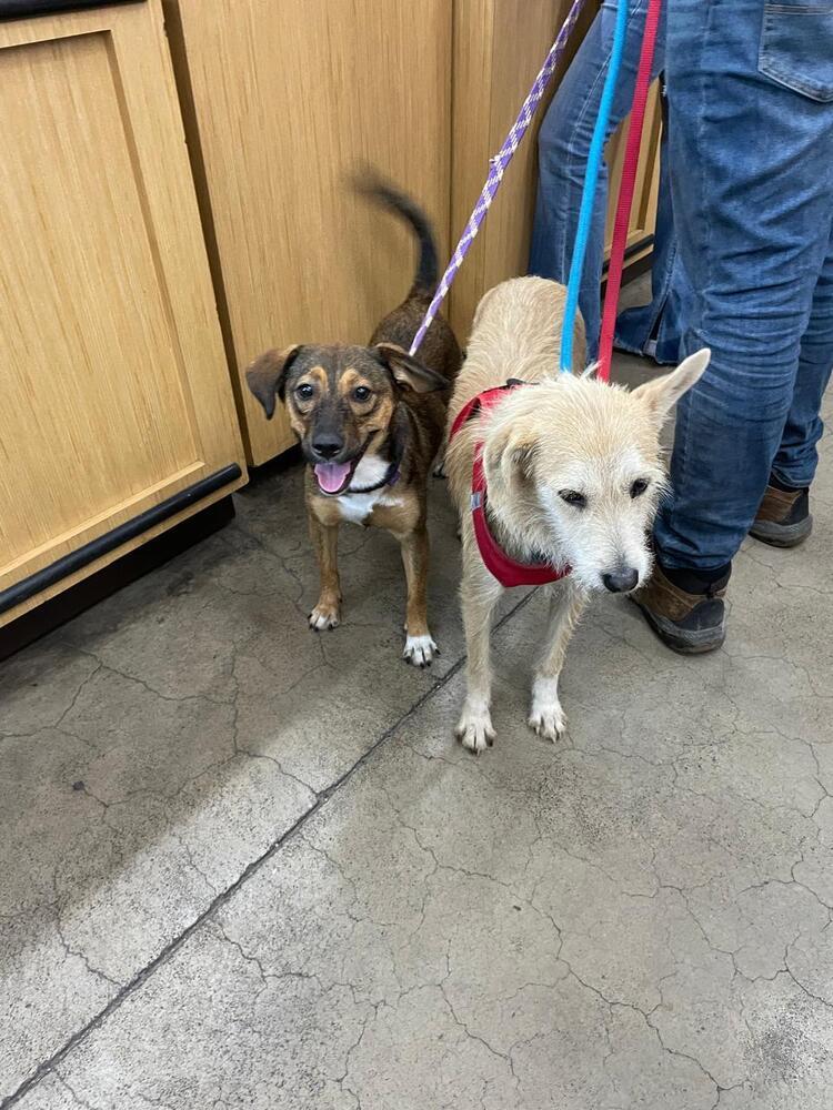 Nala, Adoptable, Puppy Female Shepherd.