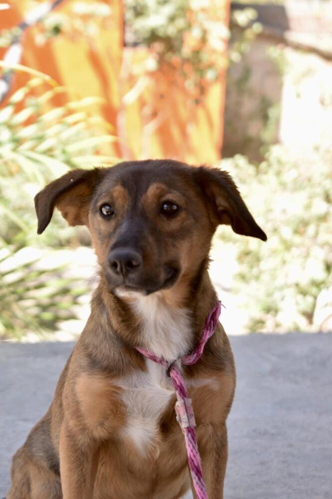 Nala, a Adoptable mixed breed in Gig Harbor, WA image 2/6