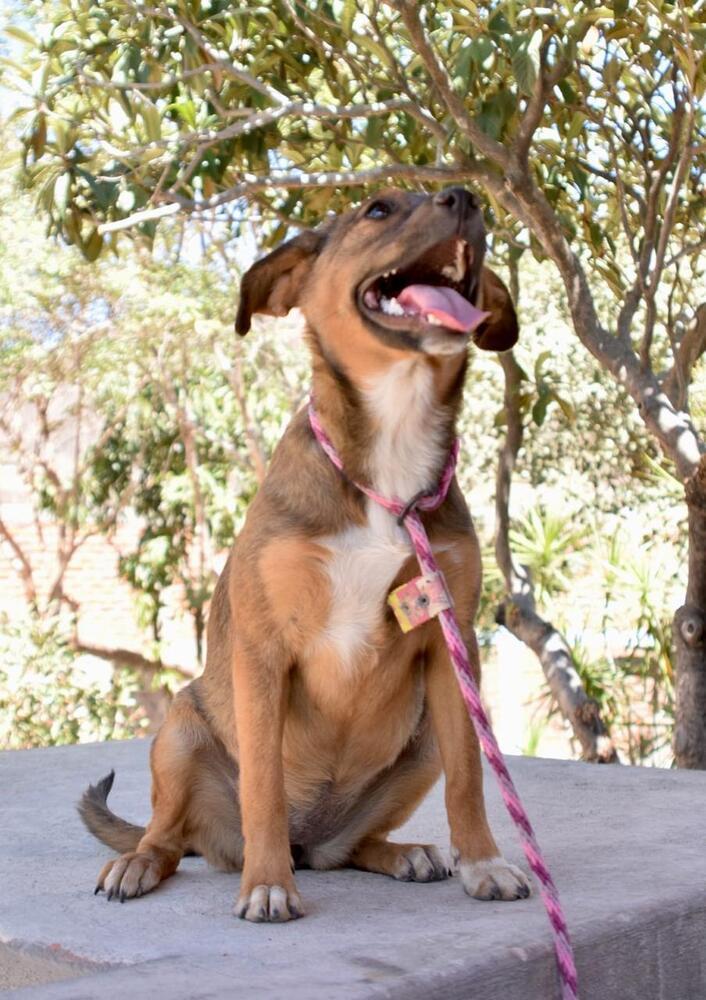 Nala, a Adoptable mixed breed in Gig Harbor, WA image 3/6