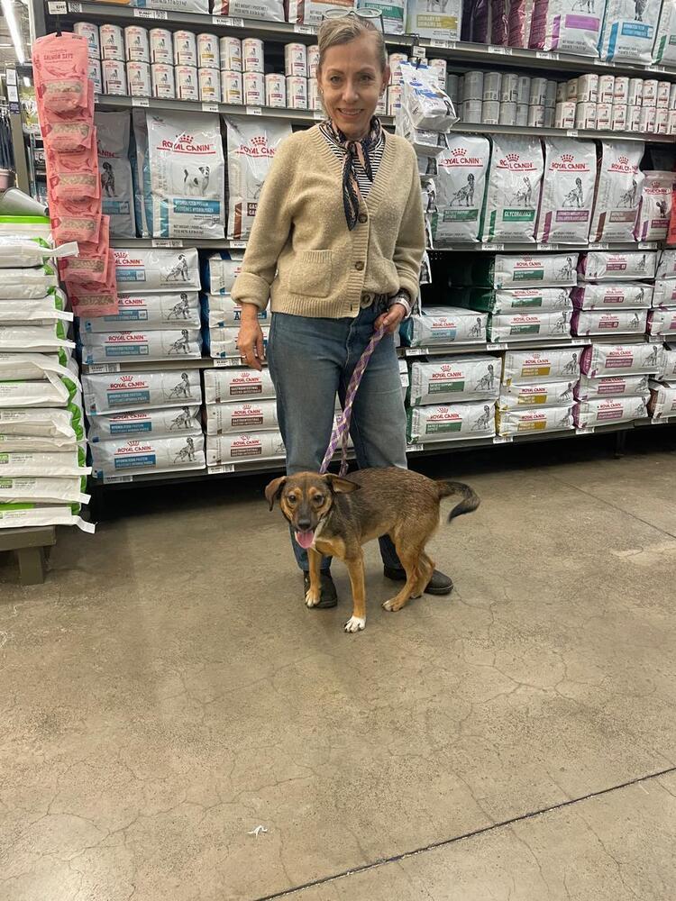 Nala, a Adoptable mixed breed in Gig Harbor, WA image 4/6