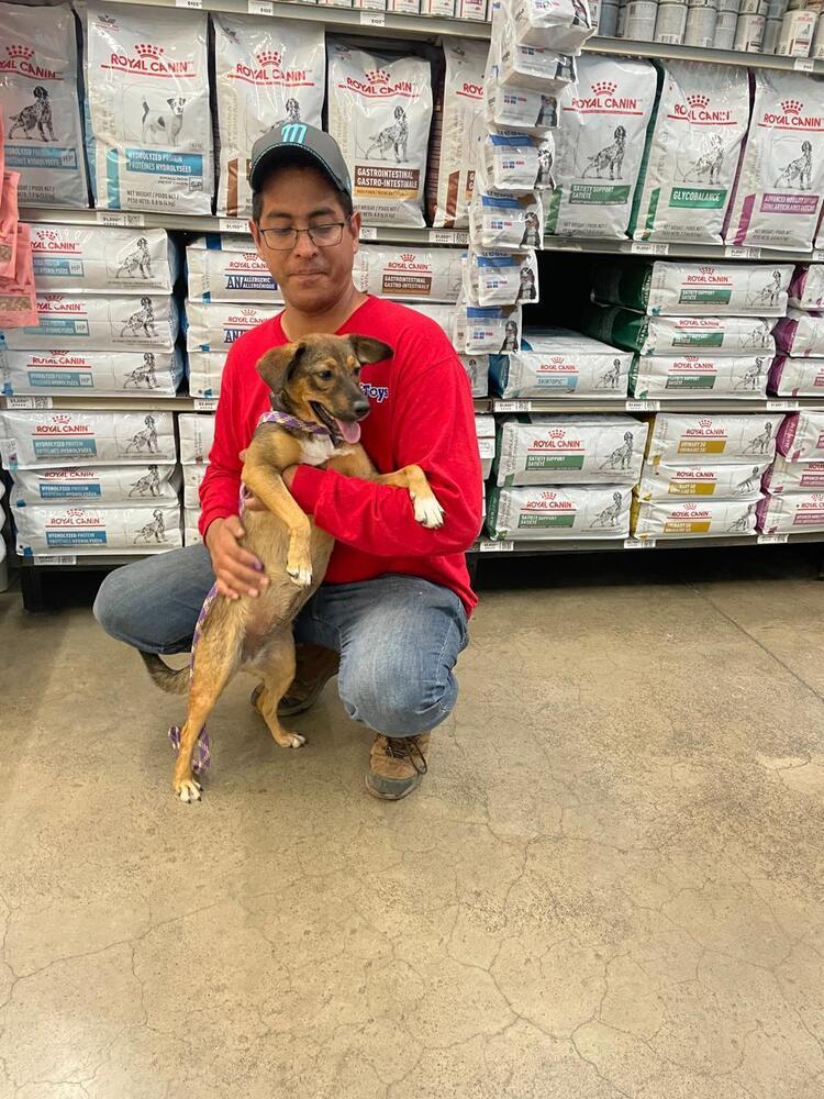 Nala, a Adoptable mixed breed in Gig Harbor, WA image 6/6