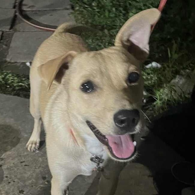 Dog for adoption Nala, a Terrier in Billings, MT Petfinder