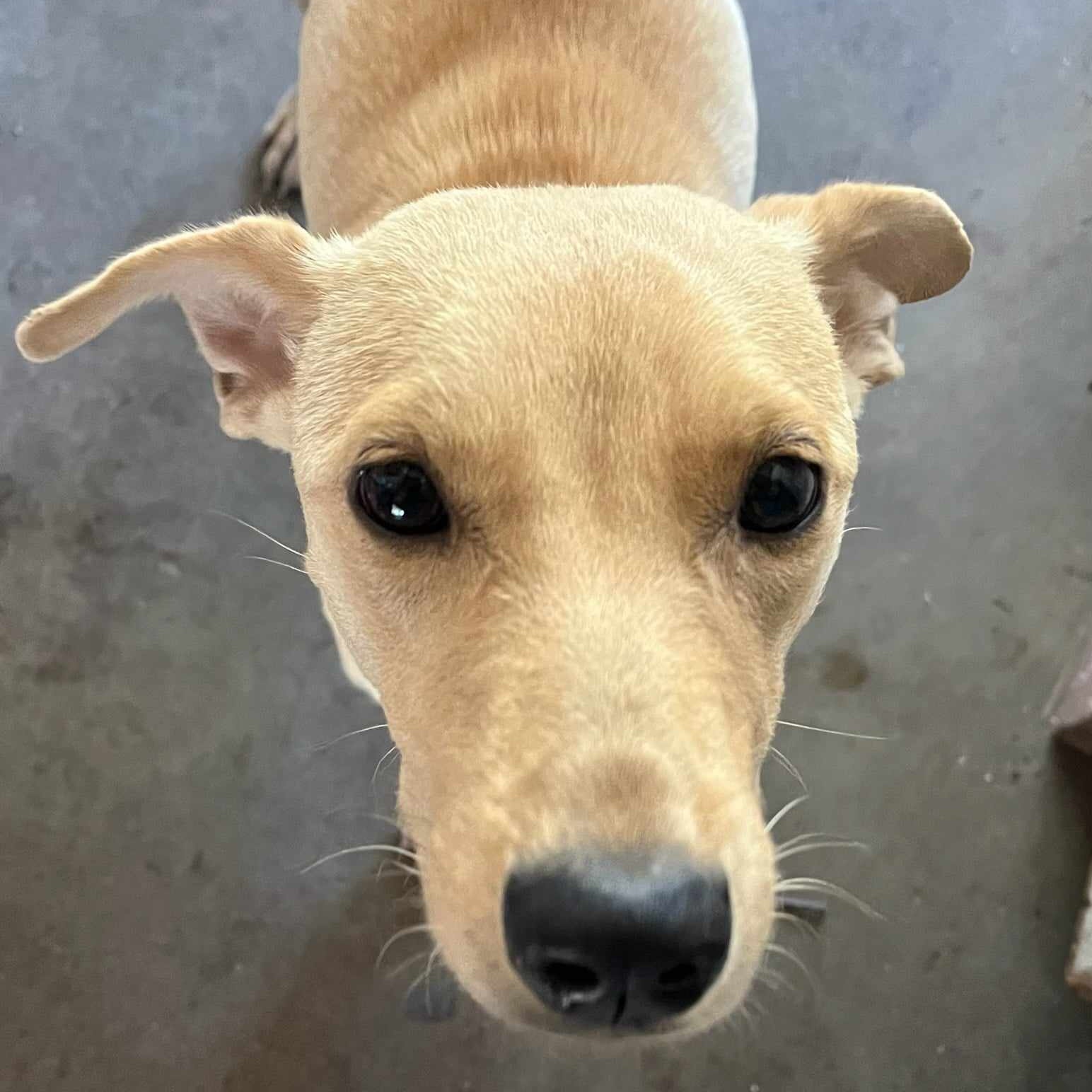 Dog for adoption Nala, a Terrier in Billings, MT Petfinder