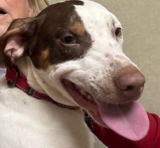 Kevin, ADOPTABLE, Young Male Hound.