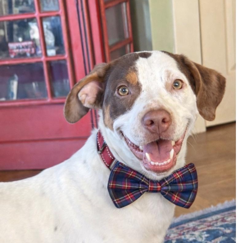 Kevin, ADOPTABLE, Young Male Hound.