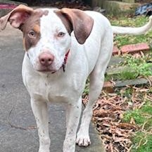 Enlarge Kevin, a ADOPTABLE mixed breed in Little Rock, AR image 5/5