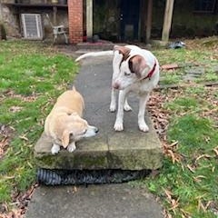 Enlarge Kevin, a ADOPTABLE mixed breed in Little Rock, AR image 4/5