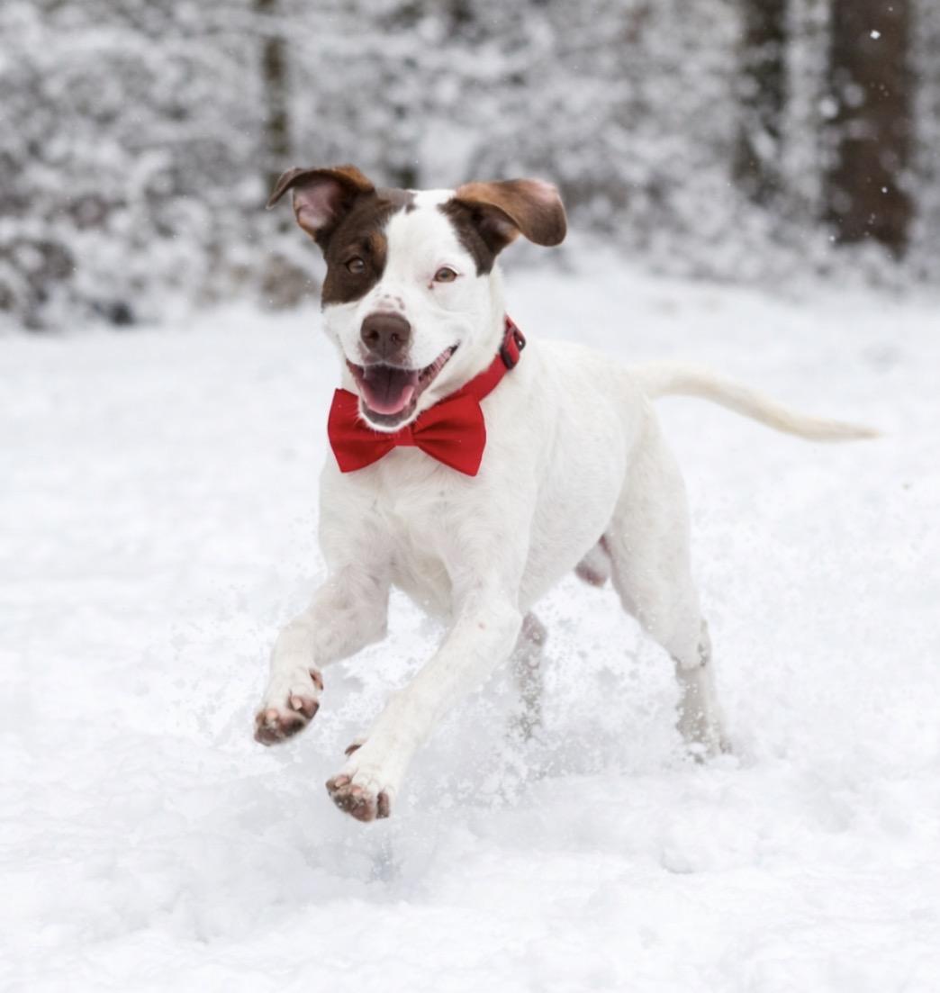 Enlarge Kevin, a ADOPTABLE mixed breed in Little Rock, AR image 2/5