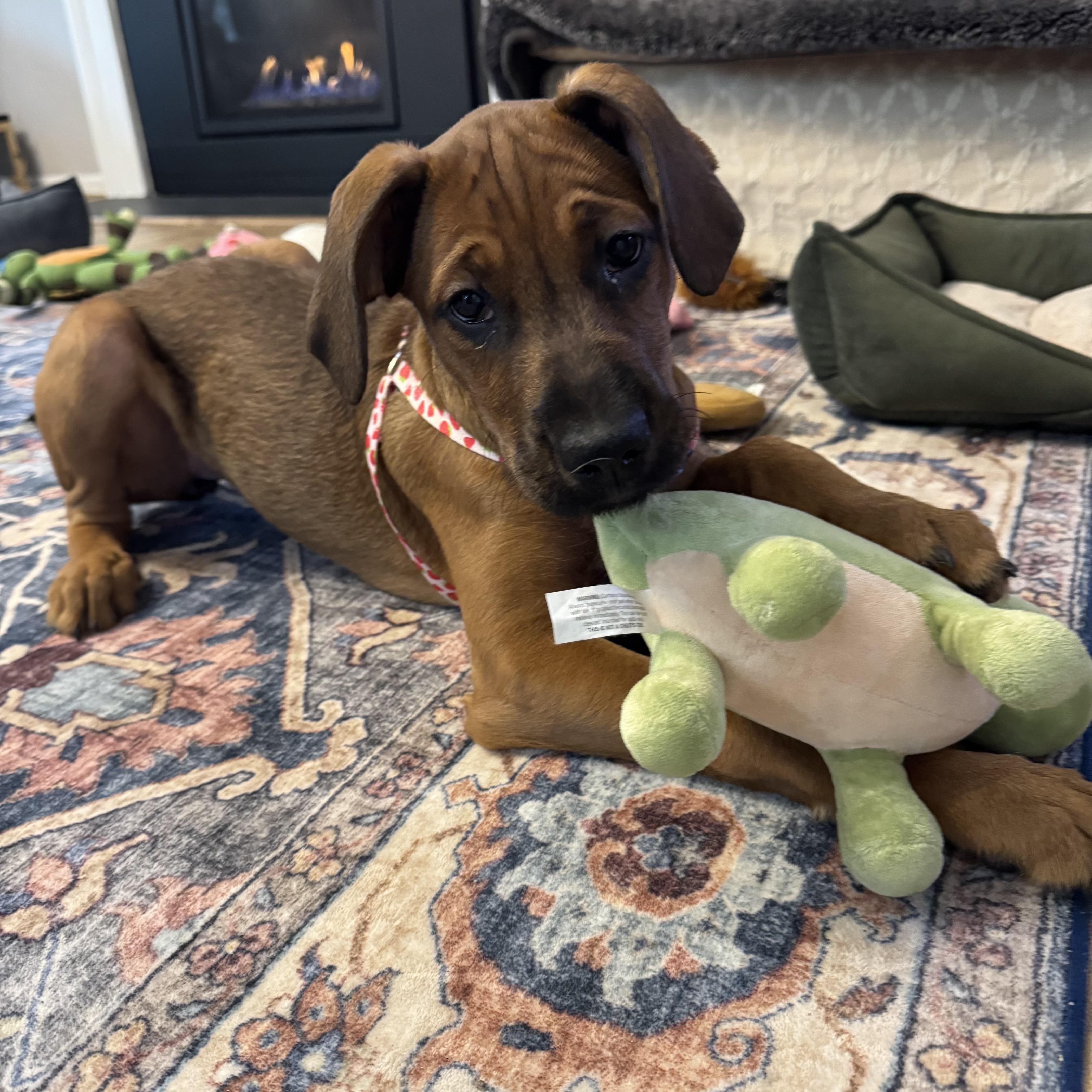 Enlarge Passion, an adopted mixed breed in Ellicott City, MD image 3/6