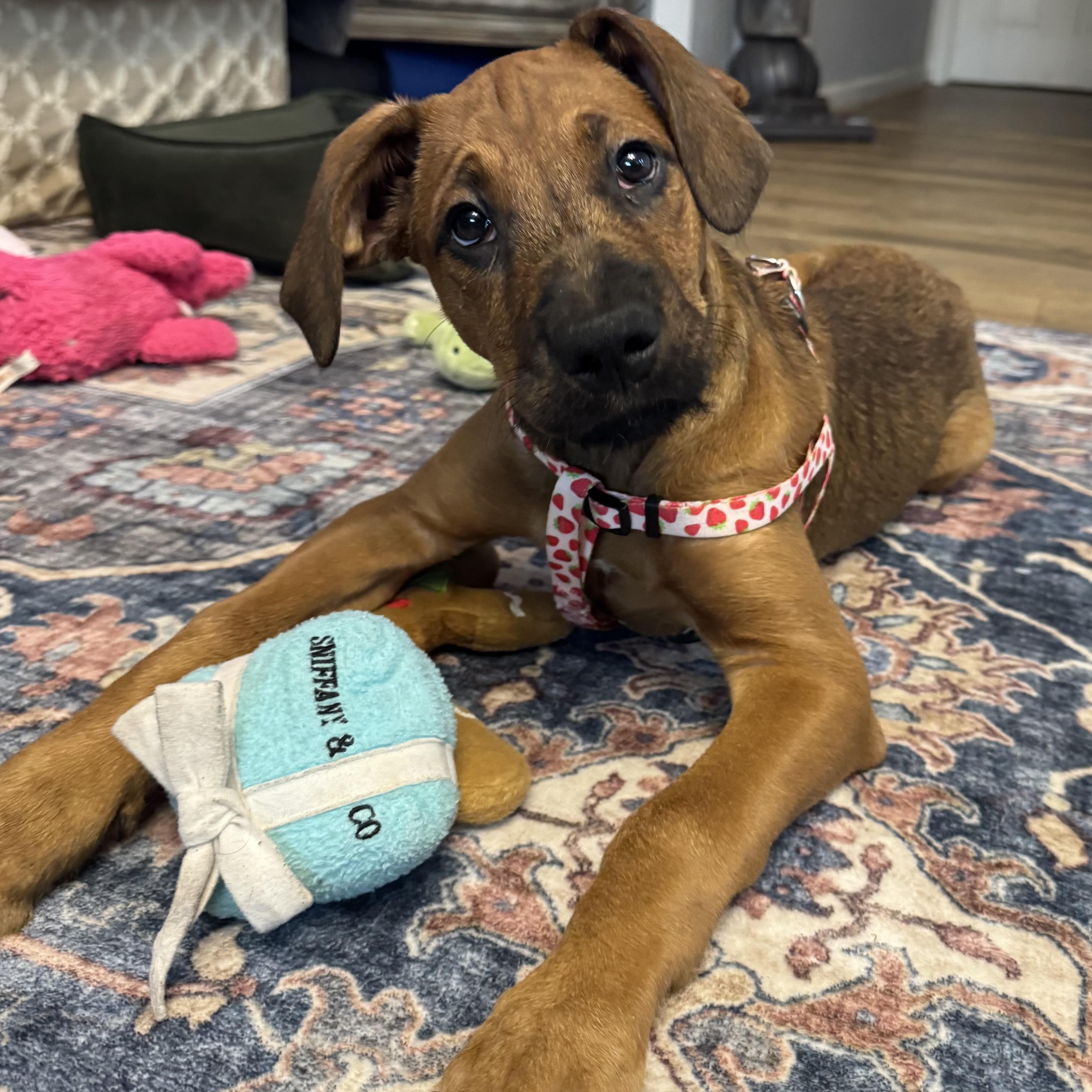 Enlarge Passion, an adopted mixed breed in Ellicott City, MD image 2/6