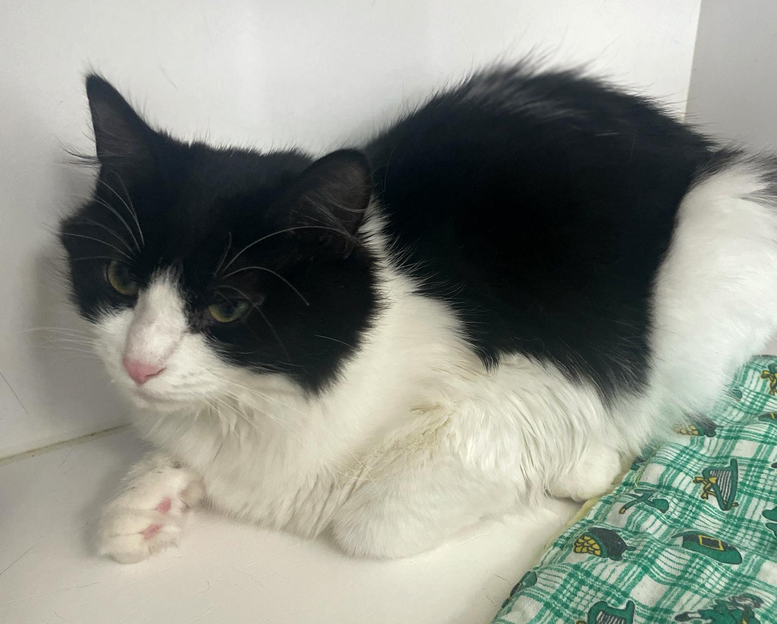 Enlarge Harper, a Adoptable Domestic Long Hair in Neillsville, WI image 3/6