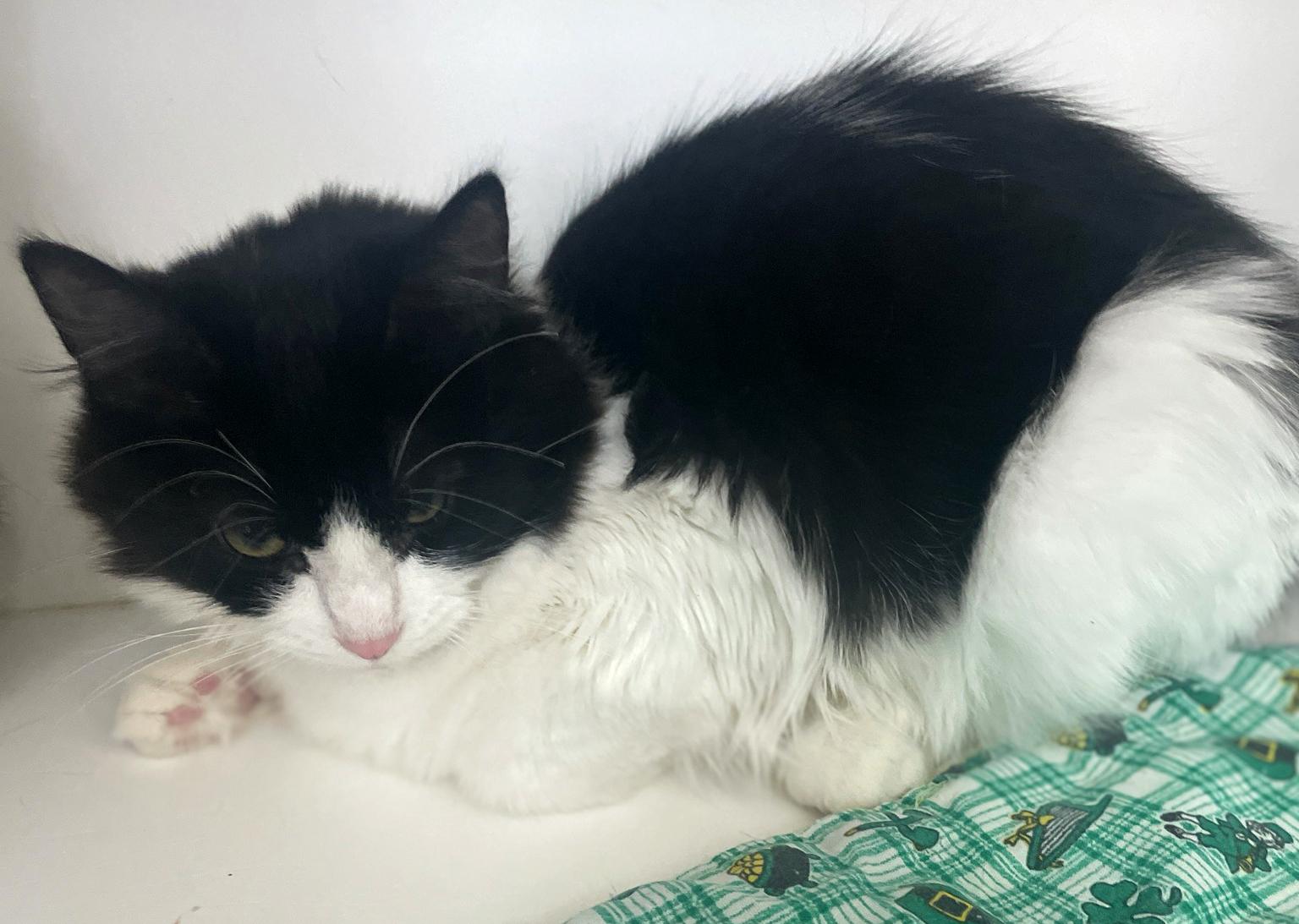 Enlarge Harper, a Adoptable Domestic Long Hair in Neillsville, WI image 4/6