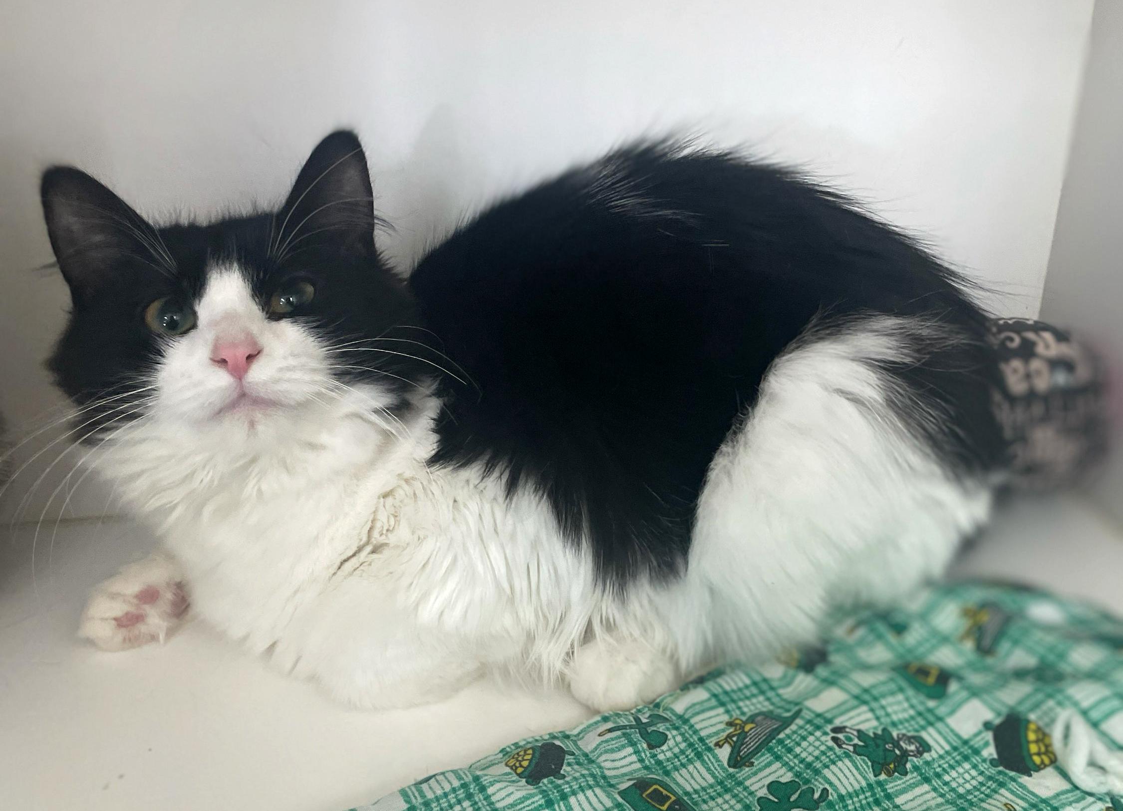 Enlarge Harper, a Adoptable Domestic Long Hair in Neillsville, WI image 5/6