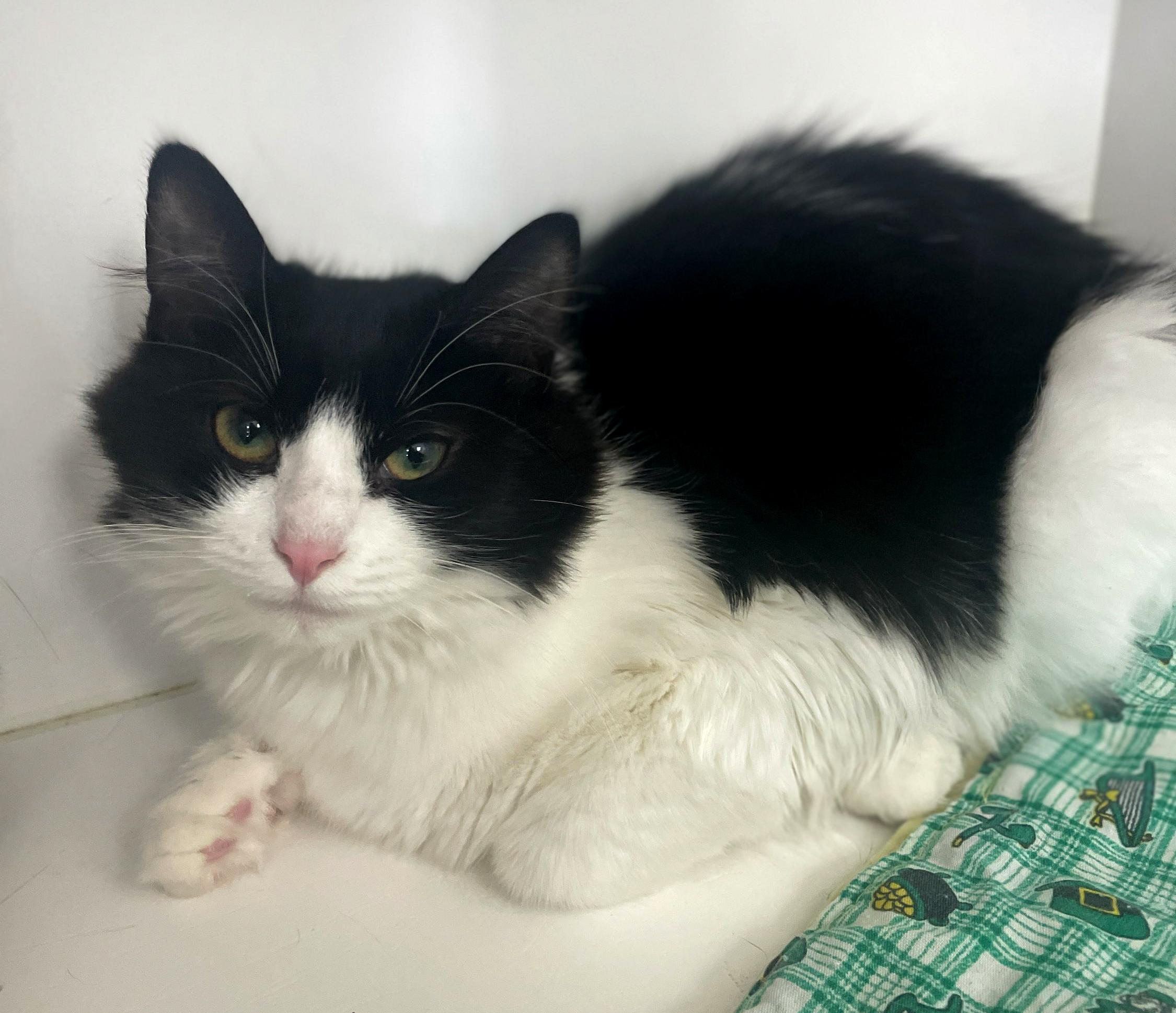 Enlarge Harper, a Adoptable Domestic Long Hair in Neillsville, WI image 1/6