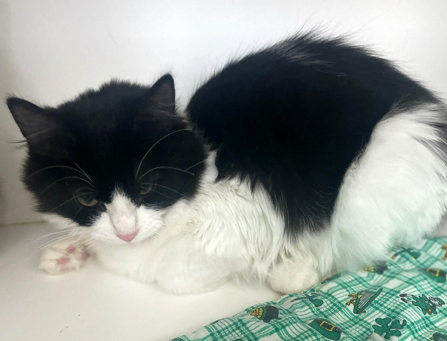 Enlarge Harper, a Adoptable Domestic Long Hair in Neillsville, WI image 6/6