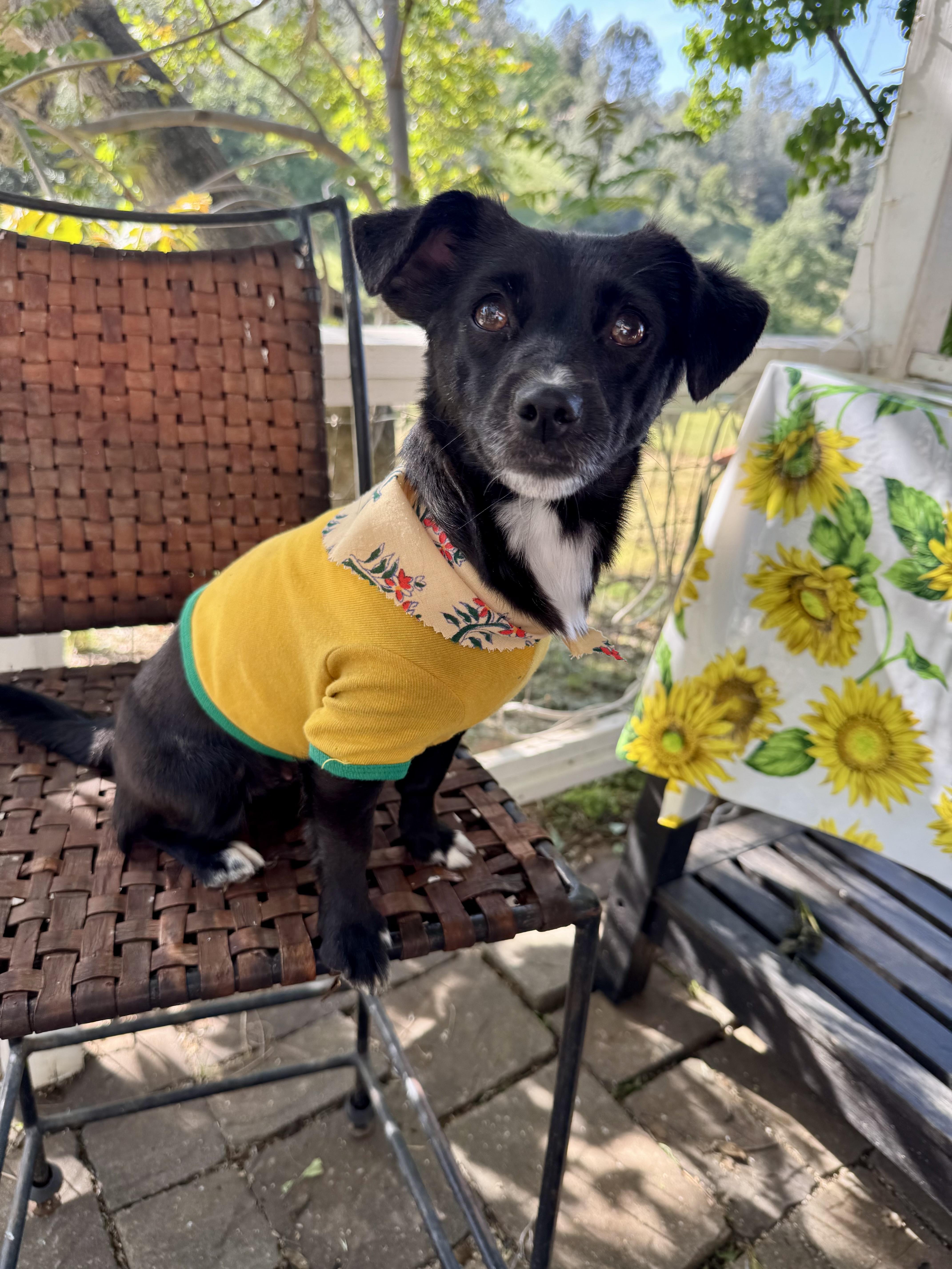 Enlarge Katy-Perry, a ADOPTABLE mixed breed in Columbia, CA image 6/6