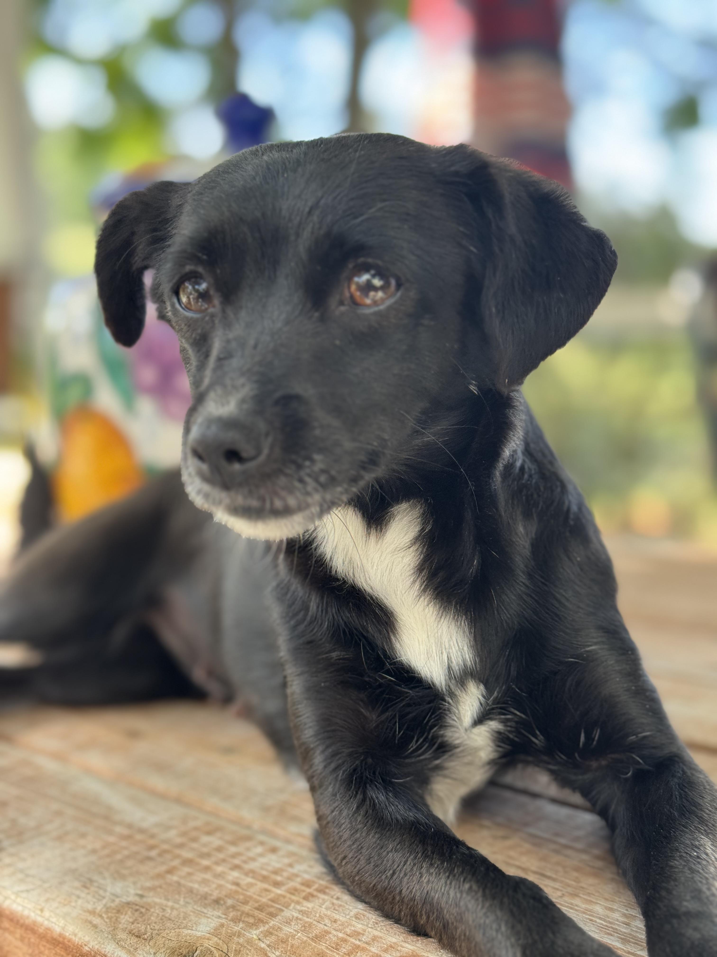 Enlarge Katy-Perry, a ADOPTABLE mixed breed in Columbia, CA image 3/6