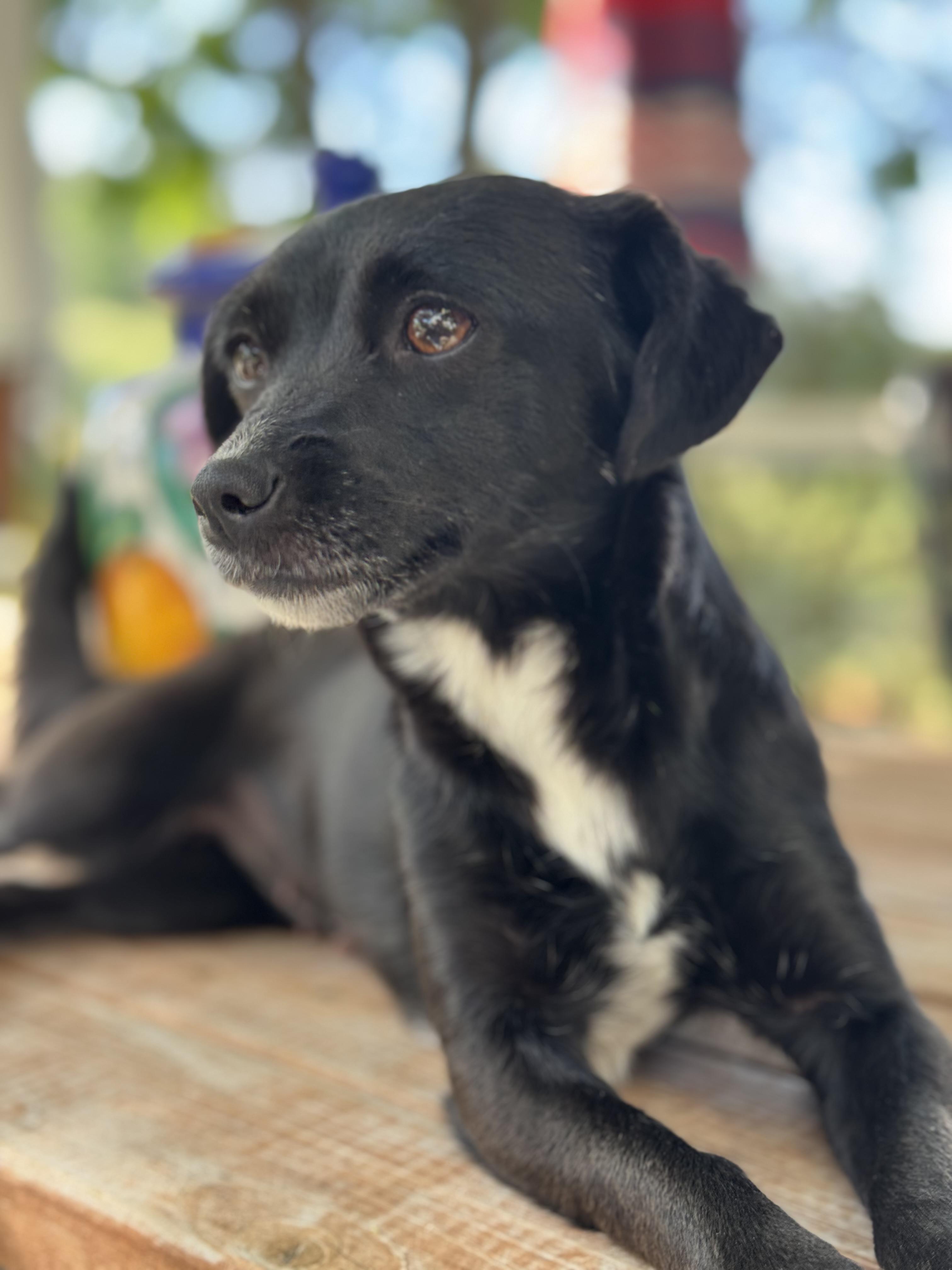 Enlarge Katy-Perry, a ADOPTABLE mixed breed in Columbia, CA image 5/6