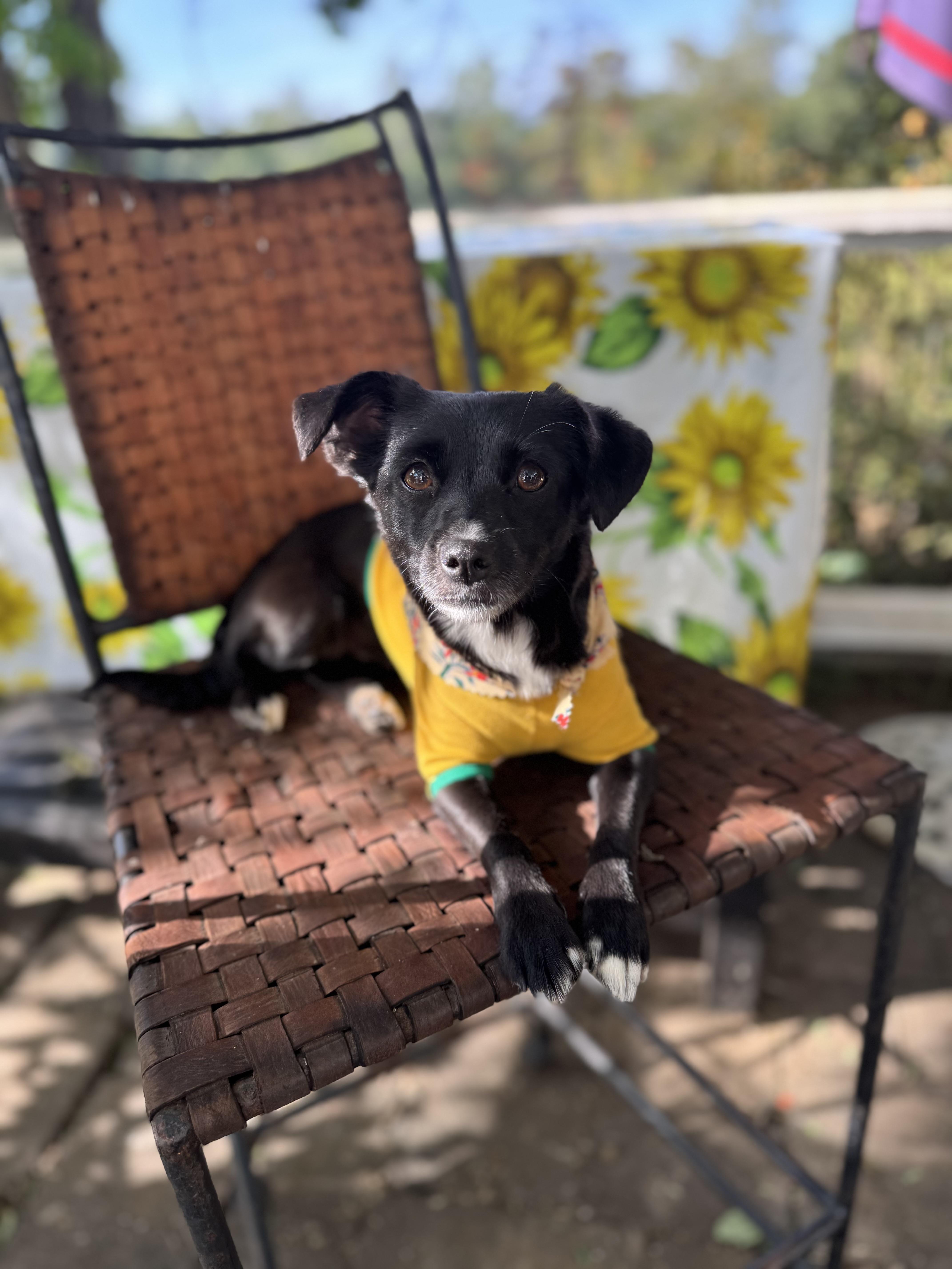 Enlarge Katy-Perry, a ADOPTABLE mixed breed in Columbia, CA image 2/6