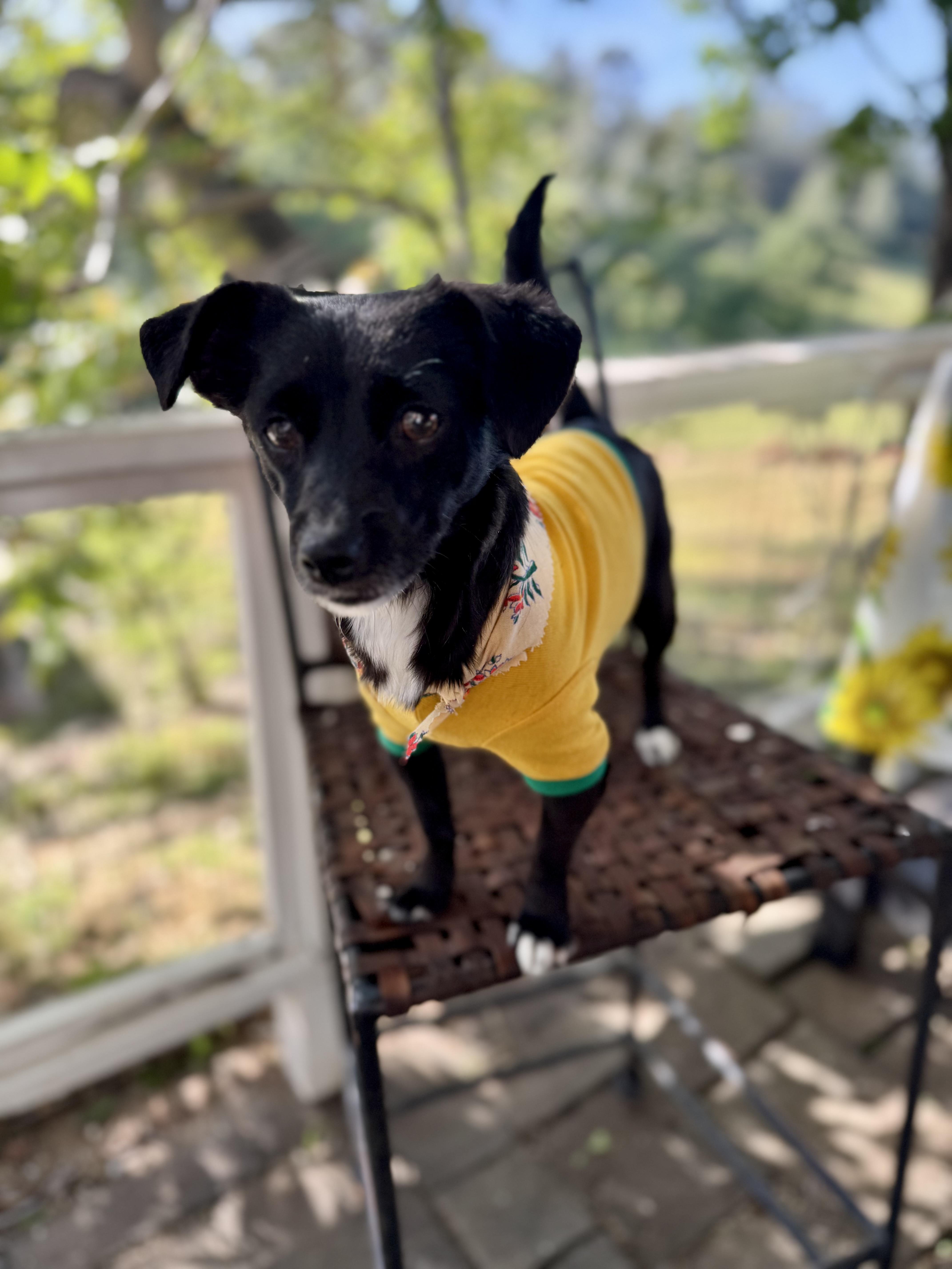 Katy-Perry, ADOPTABLE, Young Female Rat Terrier & Chihuahua.