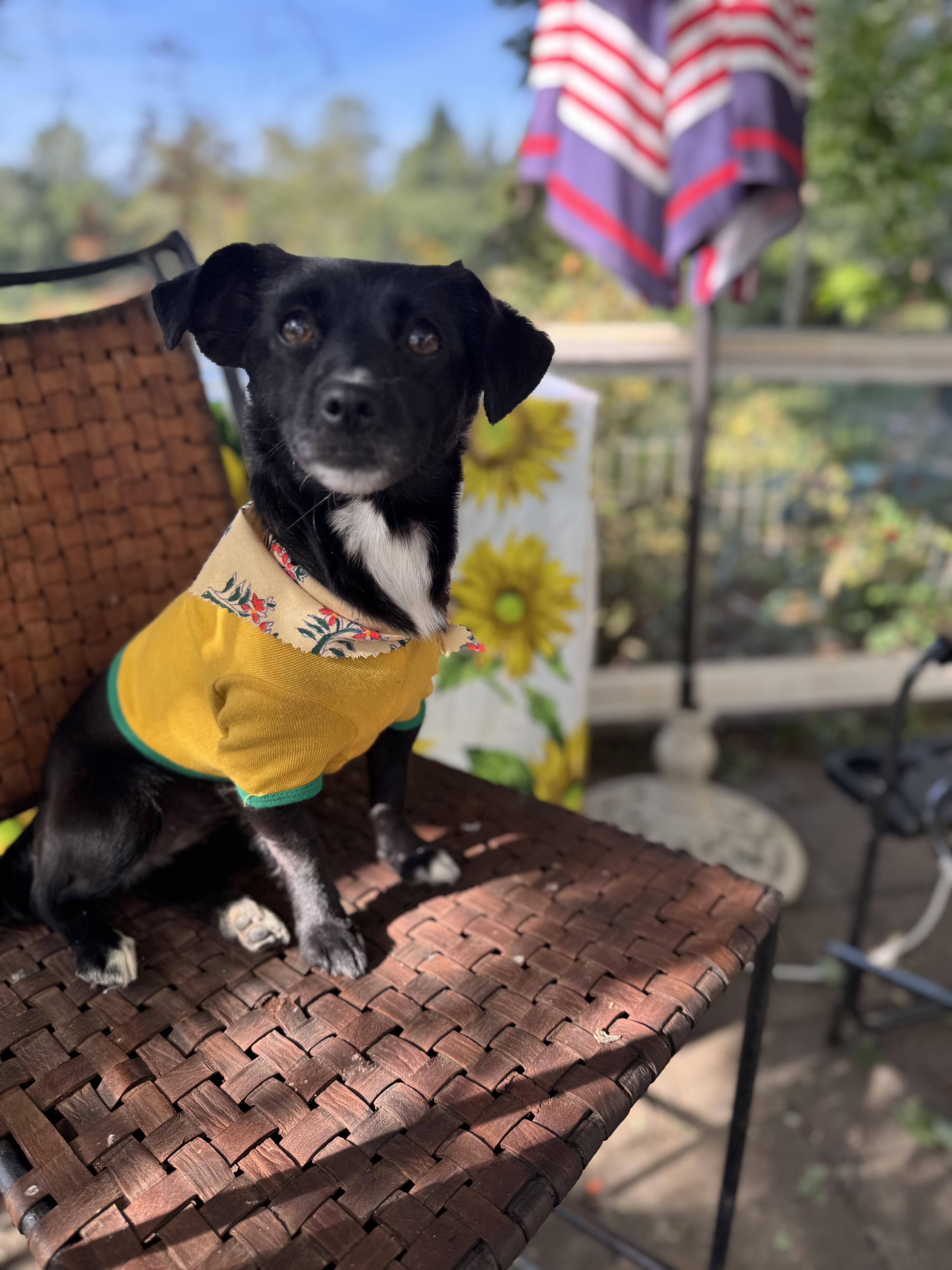 Enlarge Katy-Perry, a ADOPTABLE mixed breed in Columbia, CA image 4/6