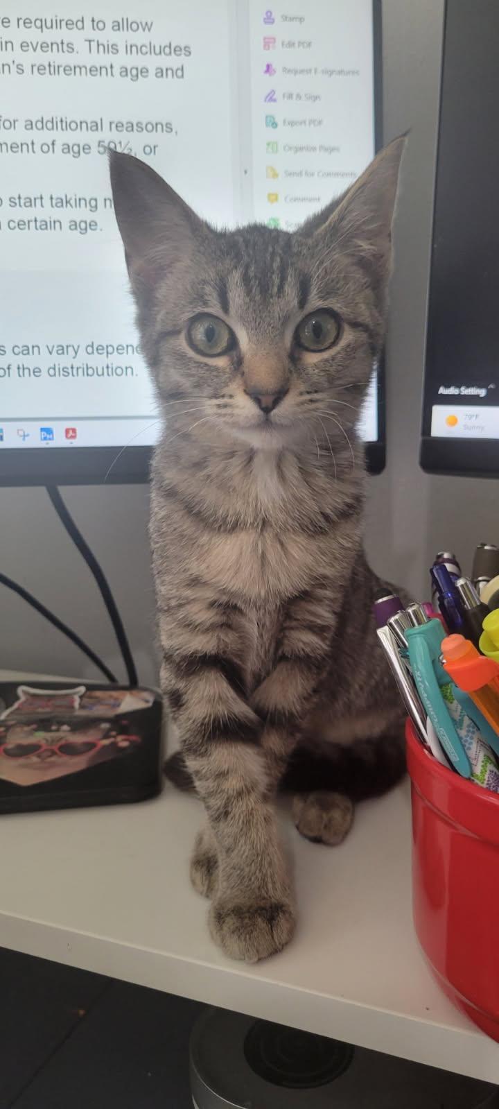 Sarah, ADOPTABLE, Kitten Female Domestic Short Hair.