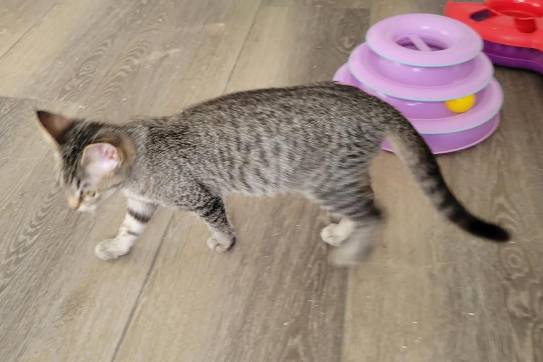 Enlarge Sarah, a ADOPTABLE Domestic Short Hair in Lewis Center, OH image 2/3