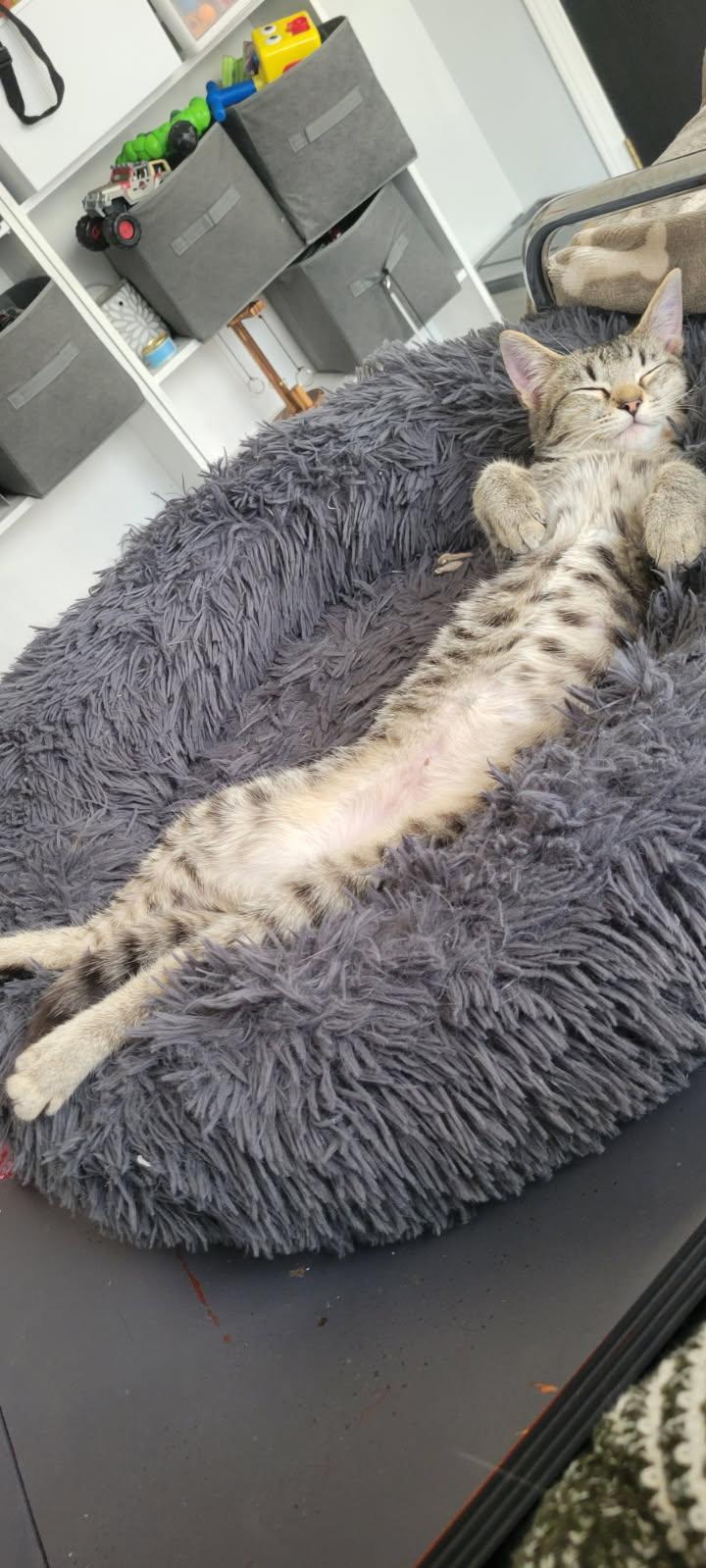 Enlarge Sarah, a ADOPTABLE Domestic Short Hair in Lewis Center, OH image 3/3