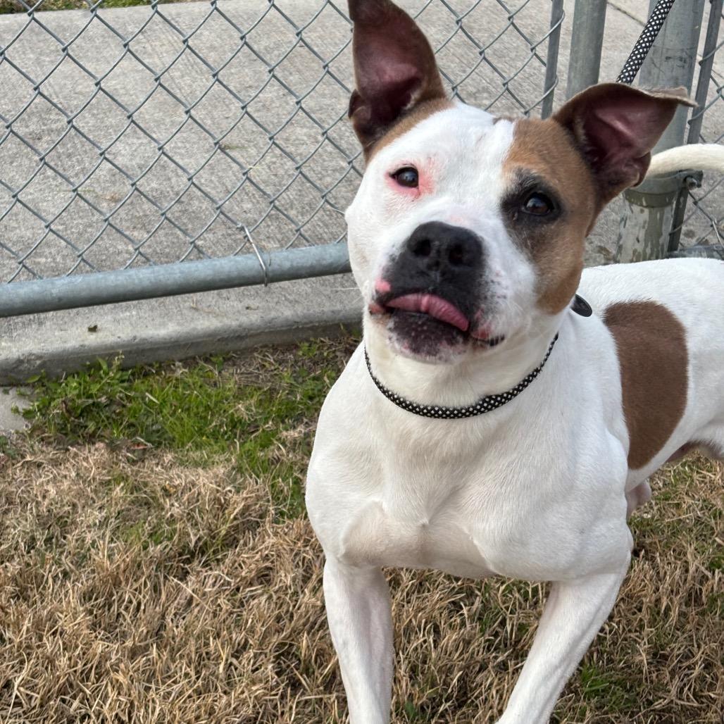 Enlarge Canare, a Adoptable mixed breed in League City, TX image 1/3