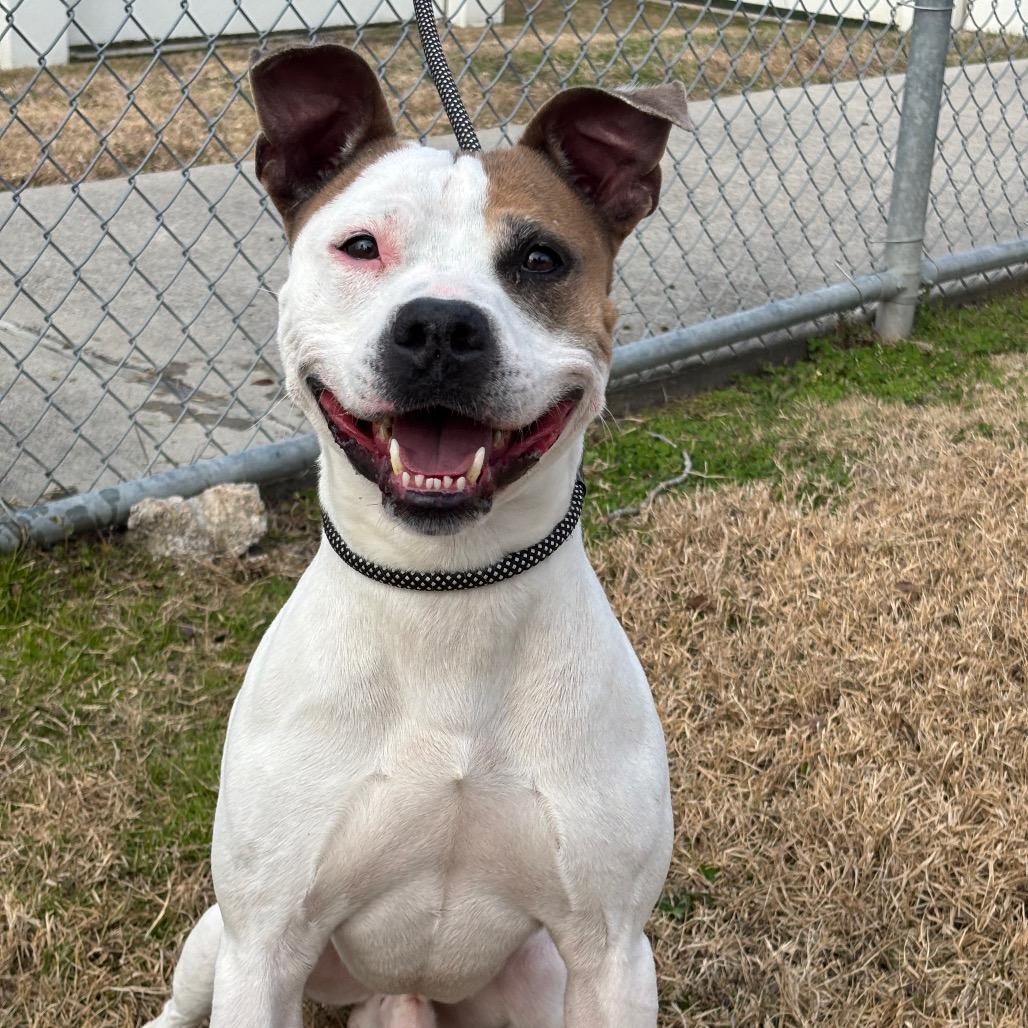 Enlarge Canare, a Adoptable mixed breed in League City, TX image 2/3