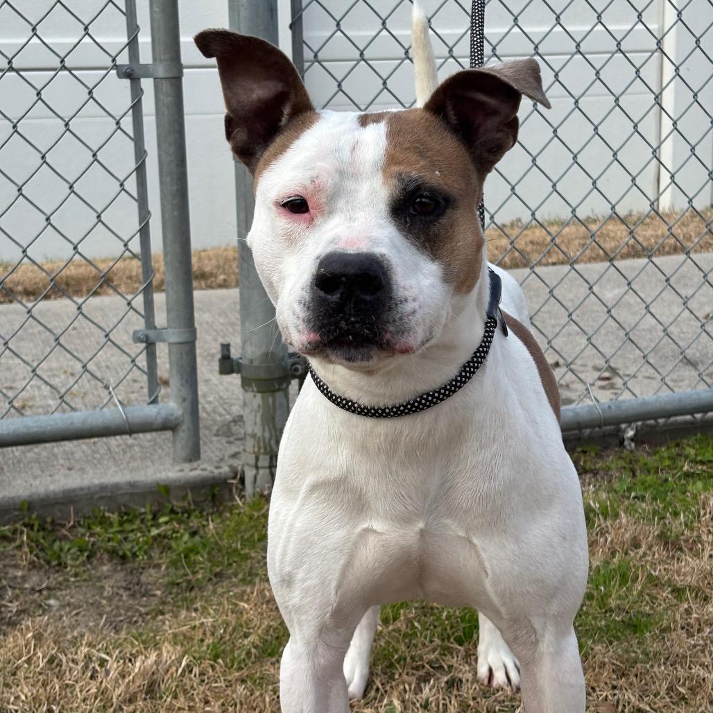 Enlarge Canare, a Adoptable mixed breed in League City, TX image 3/3
