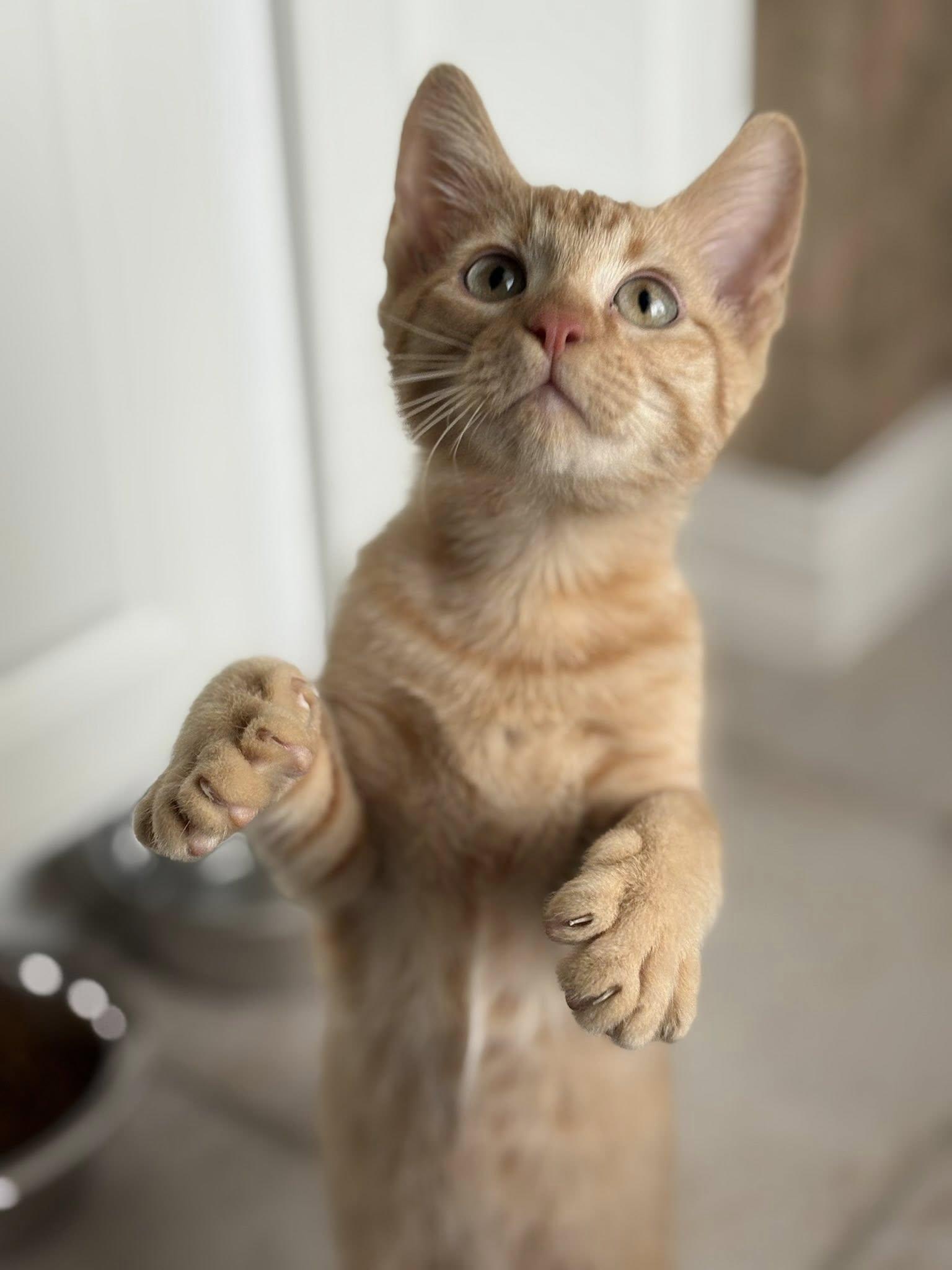 Enlarge Taz, a ADOPTABLE Domestic Short Hair in Frisco, TX image 3/4