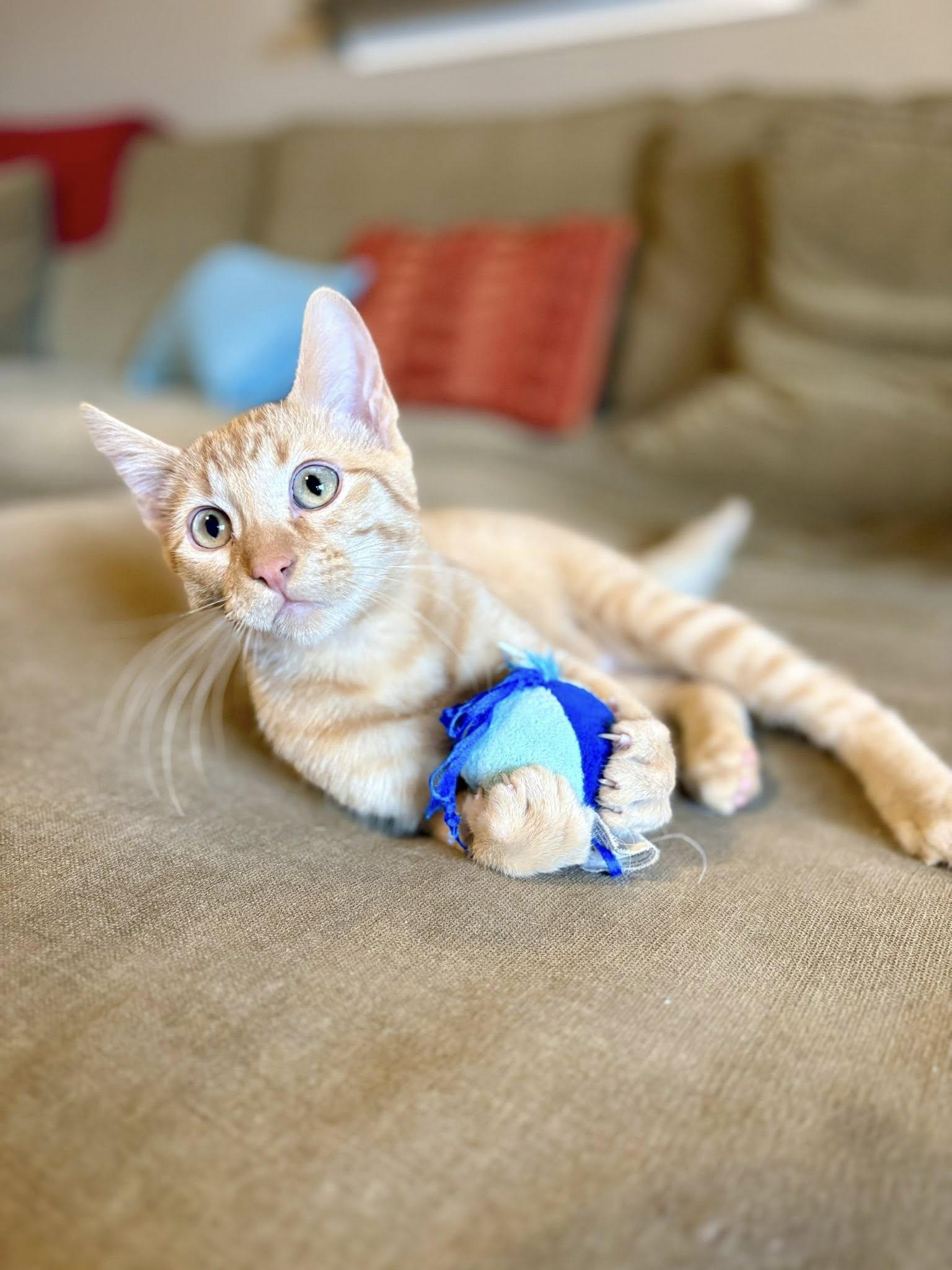 Enlarge Taz, a ADOPTABLE Domestic Short Hair in Frisco, TX image 1/4