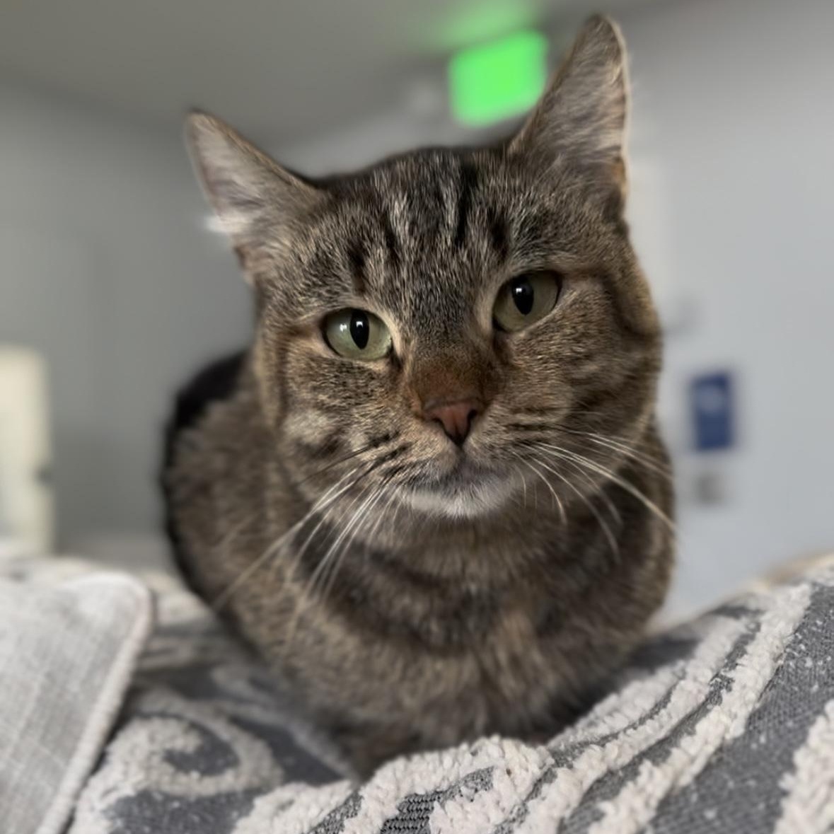 Enlarge Magpie, a Adoptable Domestic Short Hair in Garden Grove, CA image 1/1