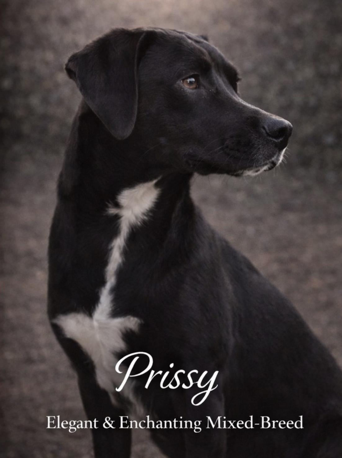 Enlarge Prissy, a Adoptable mixed breed in Livingston, TX image 2/2