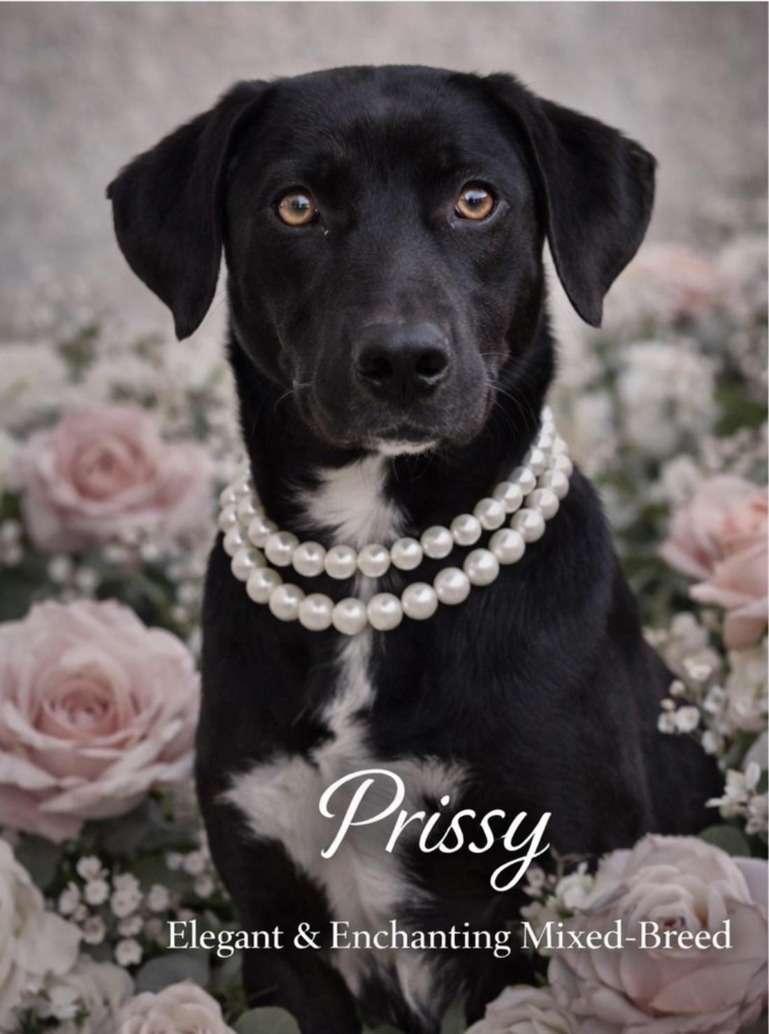 Prissy, Adoptable, Young Female Labrador Retriever & Mixed Breed.