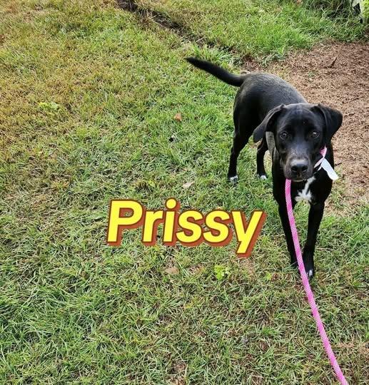 Enlarge Prissy, an adoptable mixed breed in Livingston, TX image 4/4