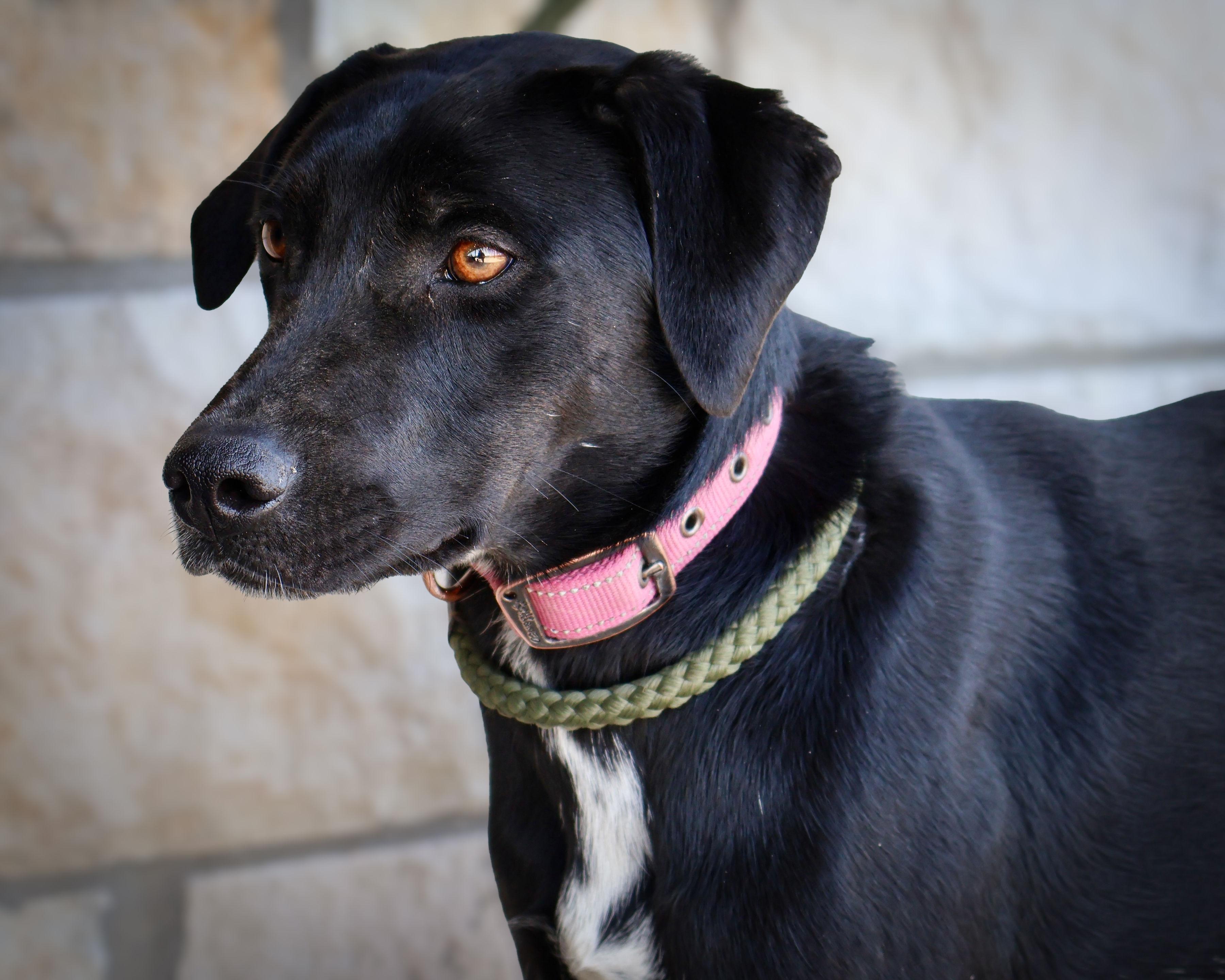 Prissy, Adoptable, Young Female Labrador Retriever & Mixed Breed.