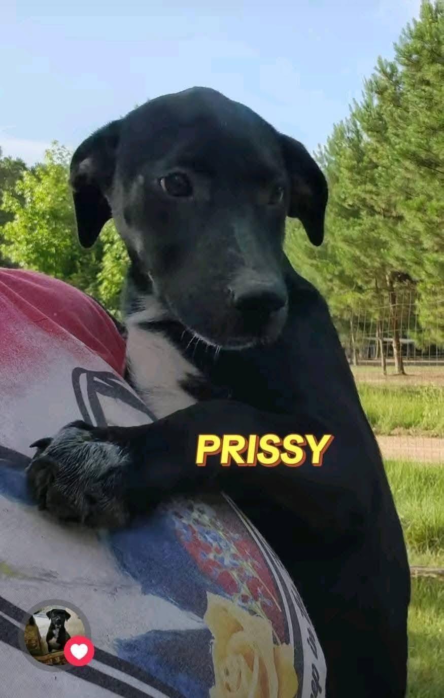 Prissy, Adoptable, Young Female Labrador Retriever & Mixed Breed.