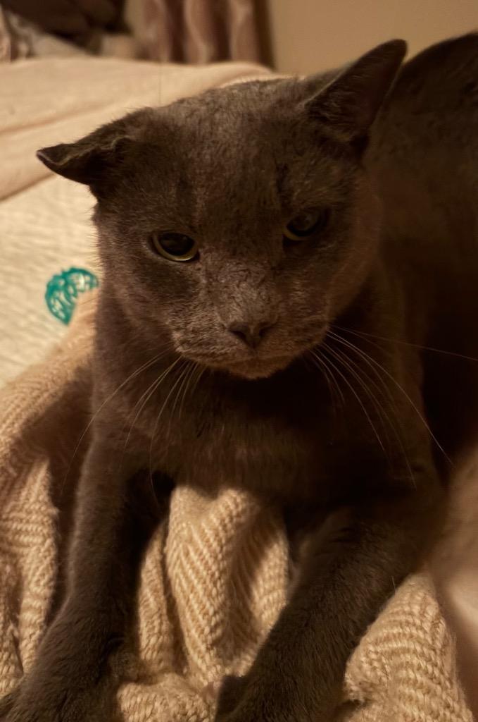 Ben, Adoptable, Adult Male Domestic Short Hair.