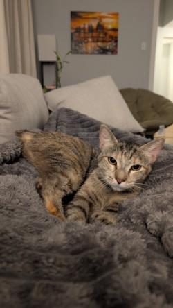Enlarge Gidget, a Adoptable mixed breed in New Orleans, LA image 2/3